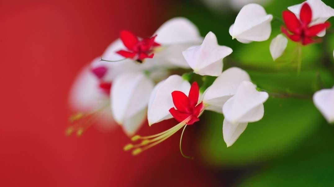 Tamil whatsapp status love failure video songs priyas editz