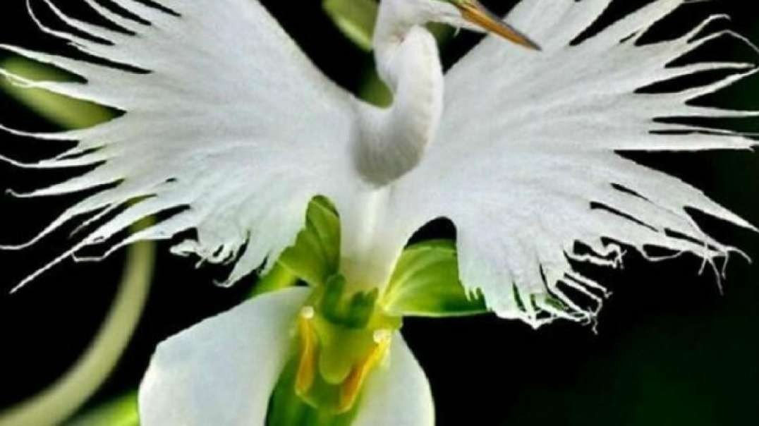 Tamil whatsapp status love failure video songs