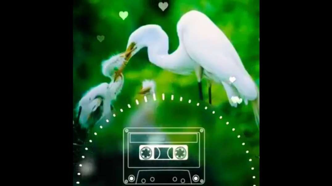 Romantic BGM Status Song | Tamil Status Video Song |  Tamil Whatsapp Status Video Song Download |