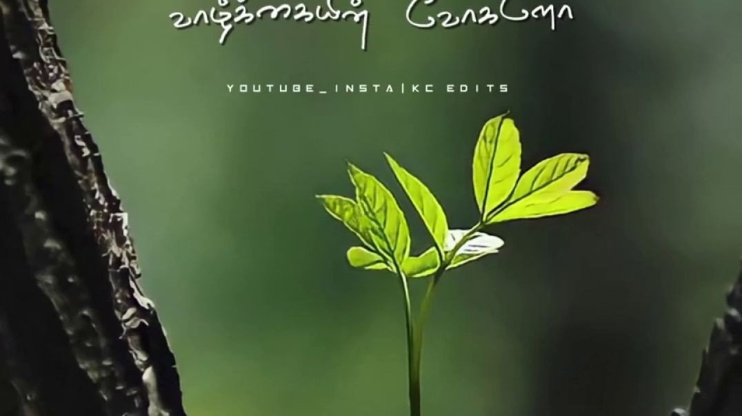 Innisai Paadi Varum Song | Thullatha Manamum Thullum | Vijay Love Status